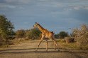 077 Kruger National Park, giraf